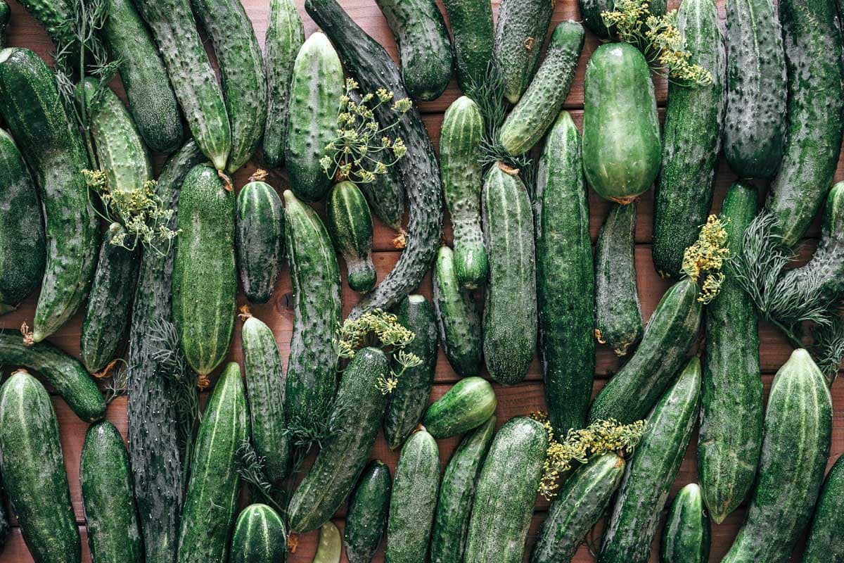 Different types of cucumbers with an emphasis on the best ones for pickling